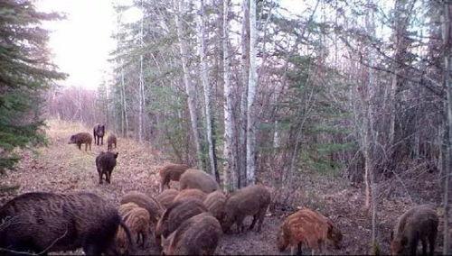 野猪最新爆料,娱乐圈最新爆料大起底